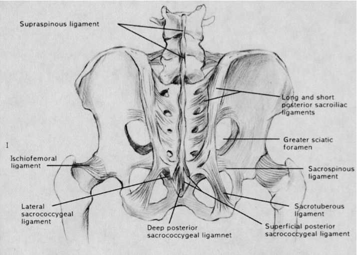 Sacroiliac Joint Pain Faqs Spine Doctor Articles Asia Medical